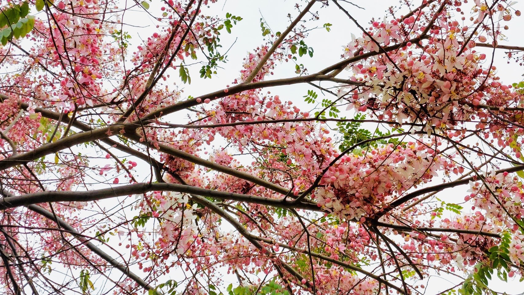 粉紅花旗木美炸了 養工處報乎恁知