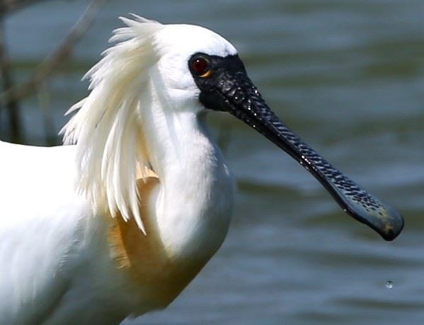 2025 候鳥季開跑！百隻黑面舞者搶先報到  高雄茄萣濕地熱鬧迎賓