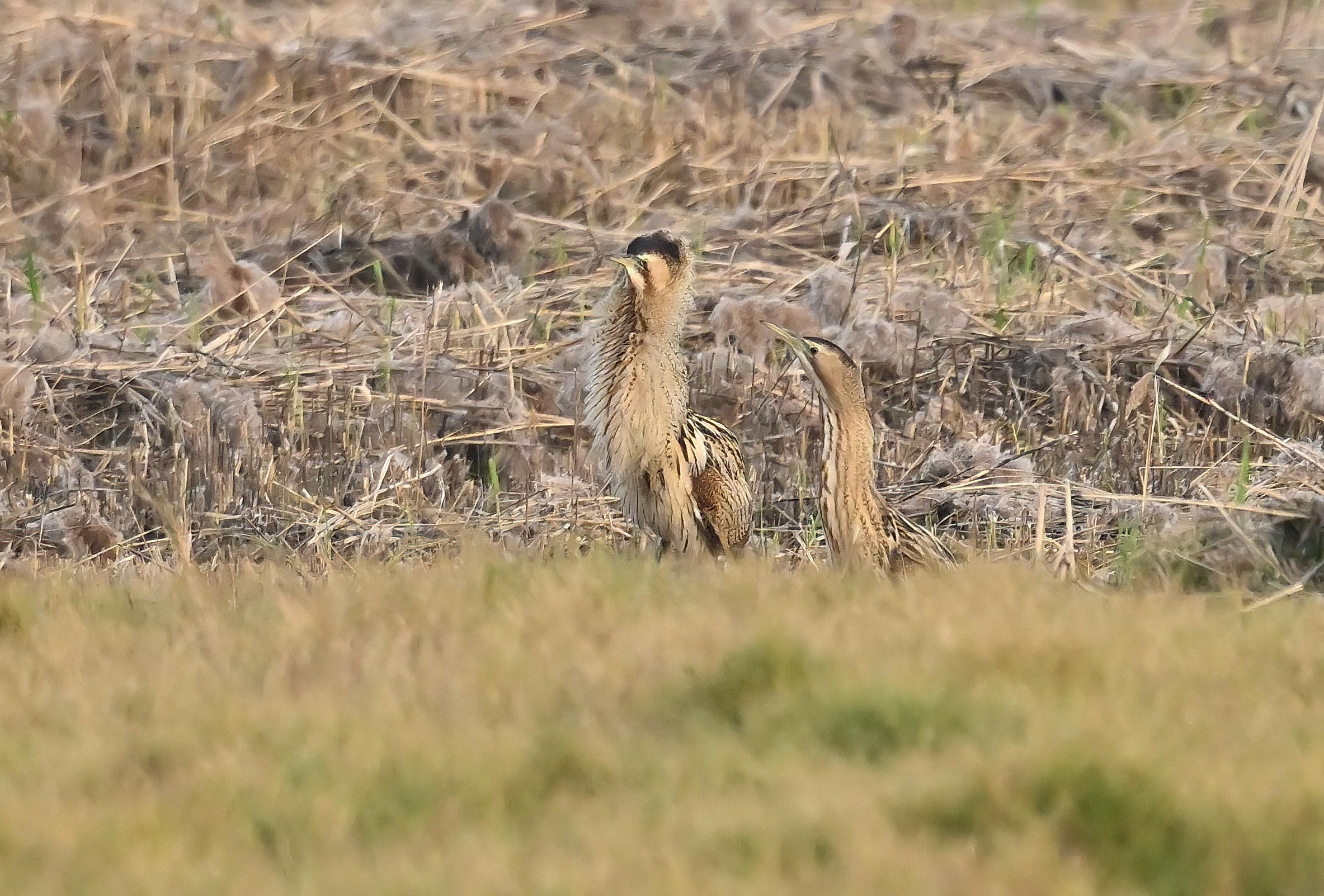 稀有冬候鳥現身！ 茄萣濕地驚見「大麻鷺」鳥友搶拍