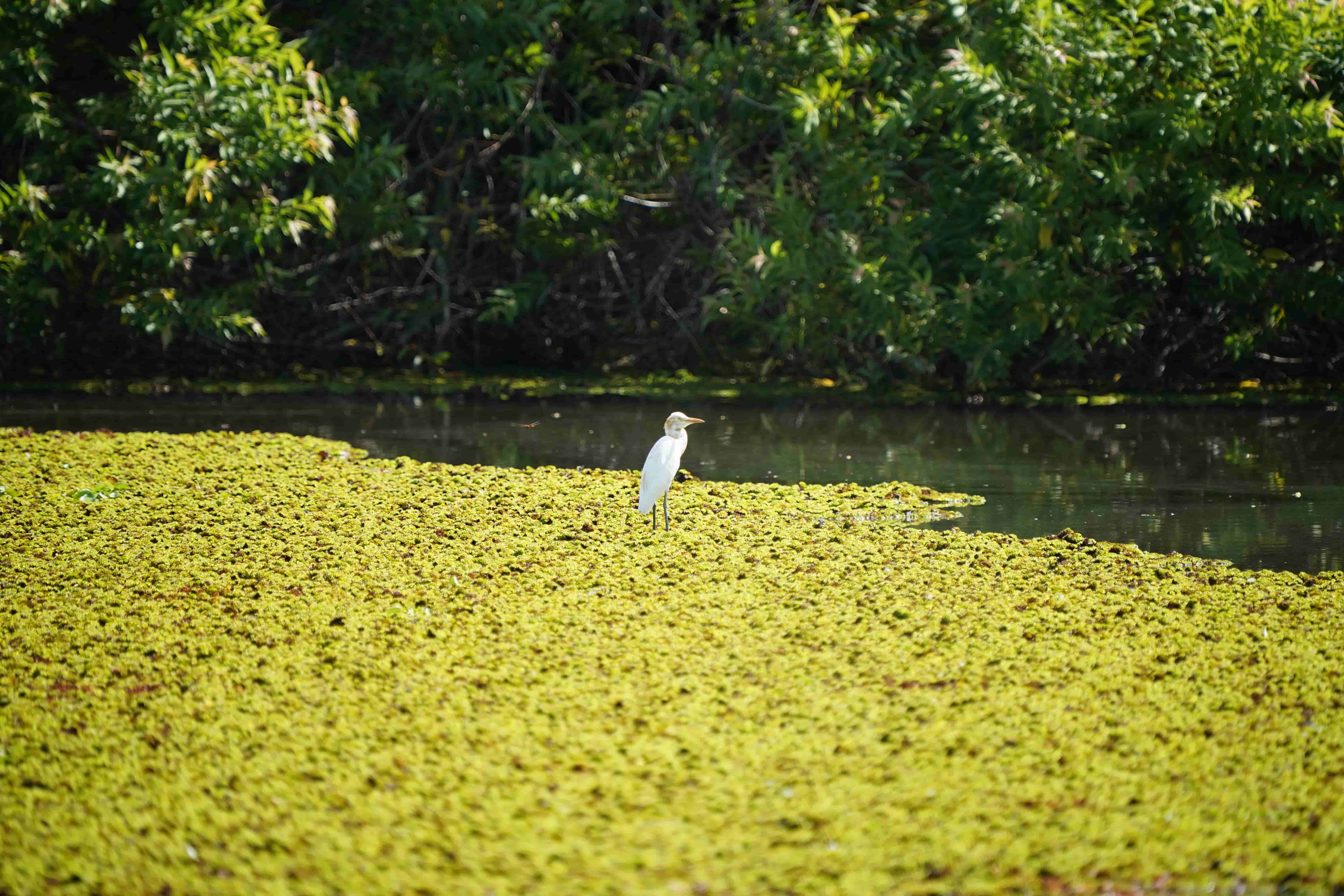 高雄洲仔濕地冬日風光：白鷺群集、水雉冬羽姿態盡顯生態美