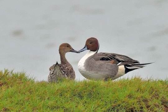 水上倒立秀 茄萣濕地最萌屁股天團「尖尾鴨」羽你相遇！
