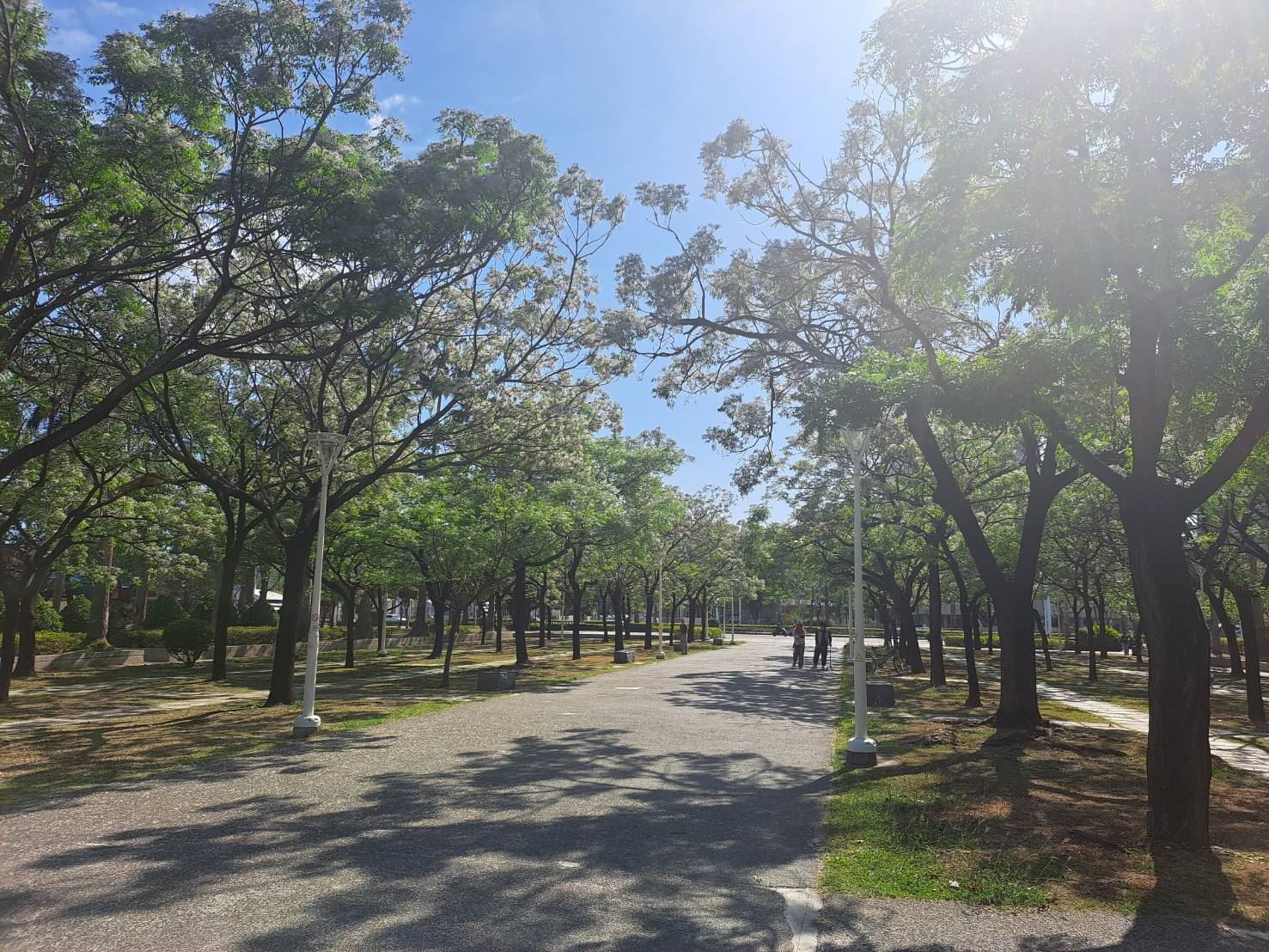 楝花紫雪輕飛揚  妝點春日城市風景