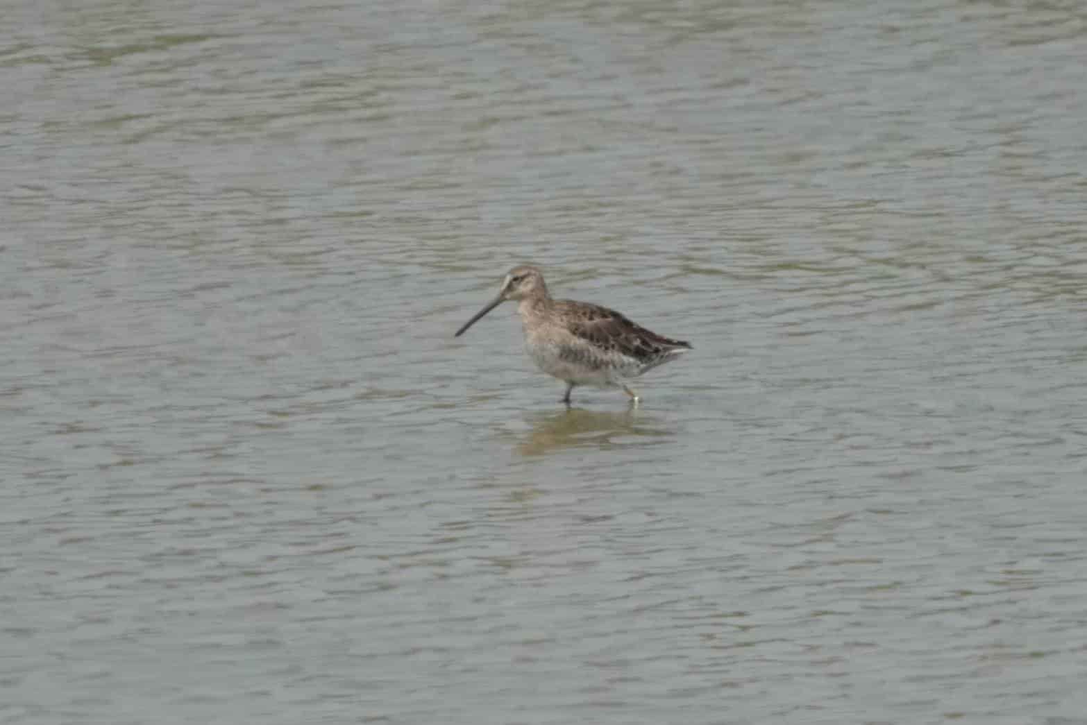 茄萣濕地冬候鳥季進入尾聲   過境水鳥譜寫生命新篇章！