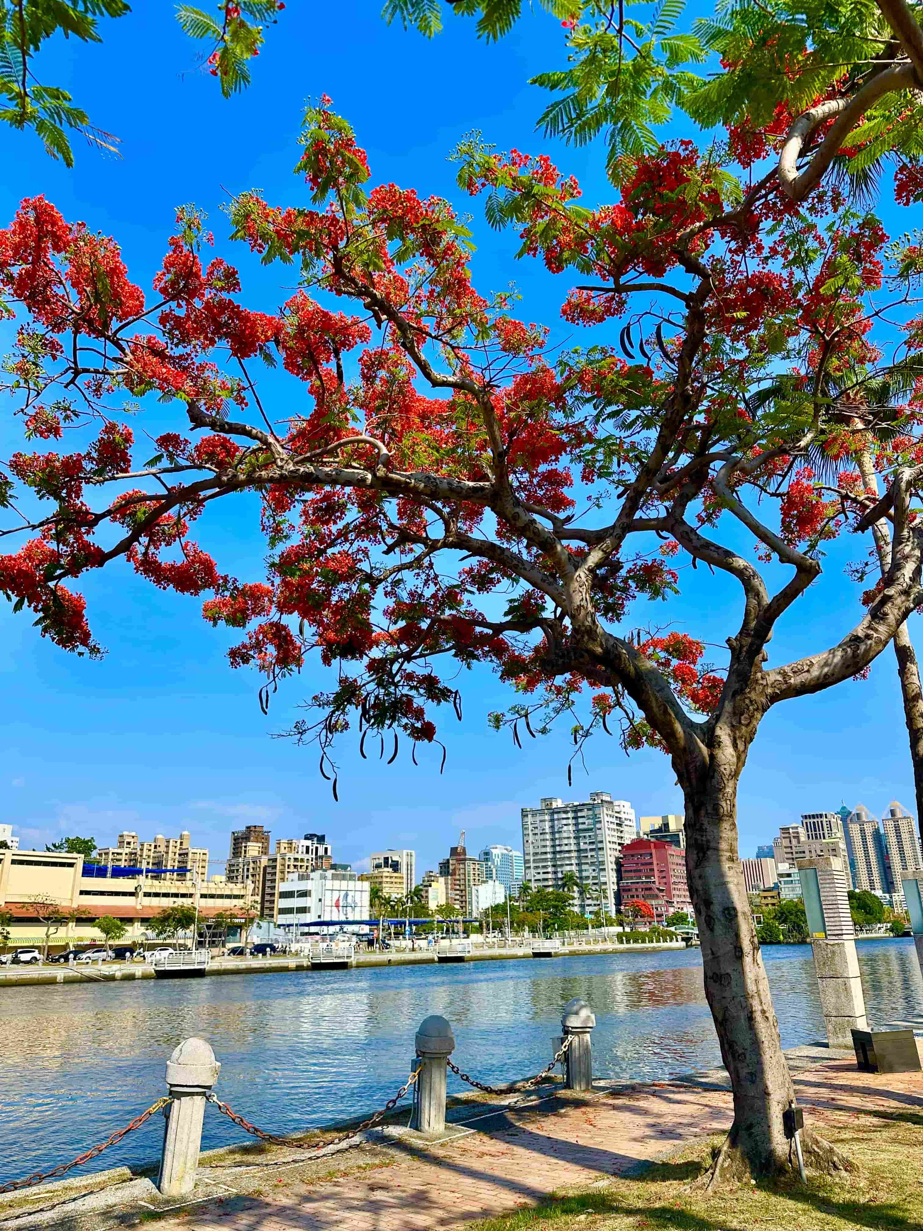 熱情「橘紅織錦」盛開   鳳凰木繪出城市天際線