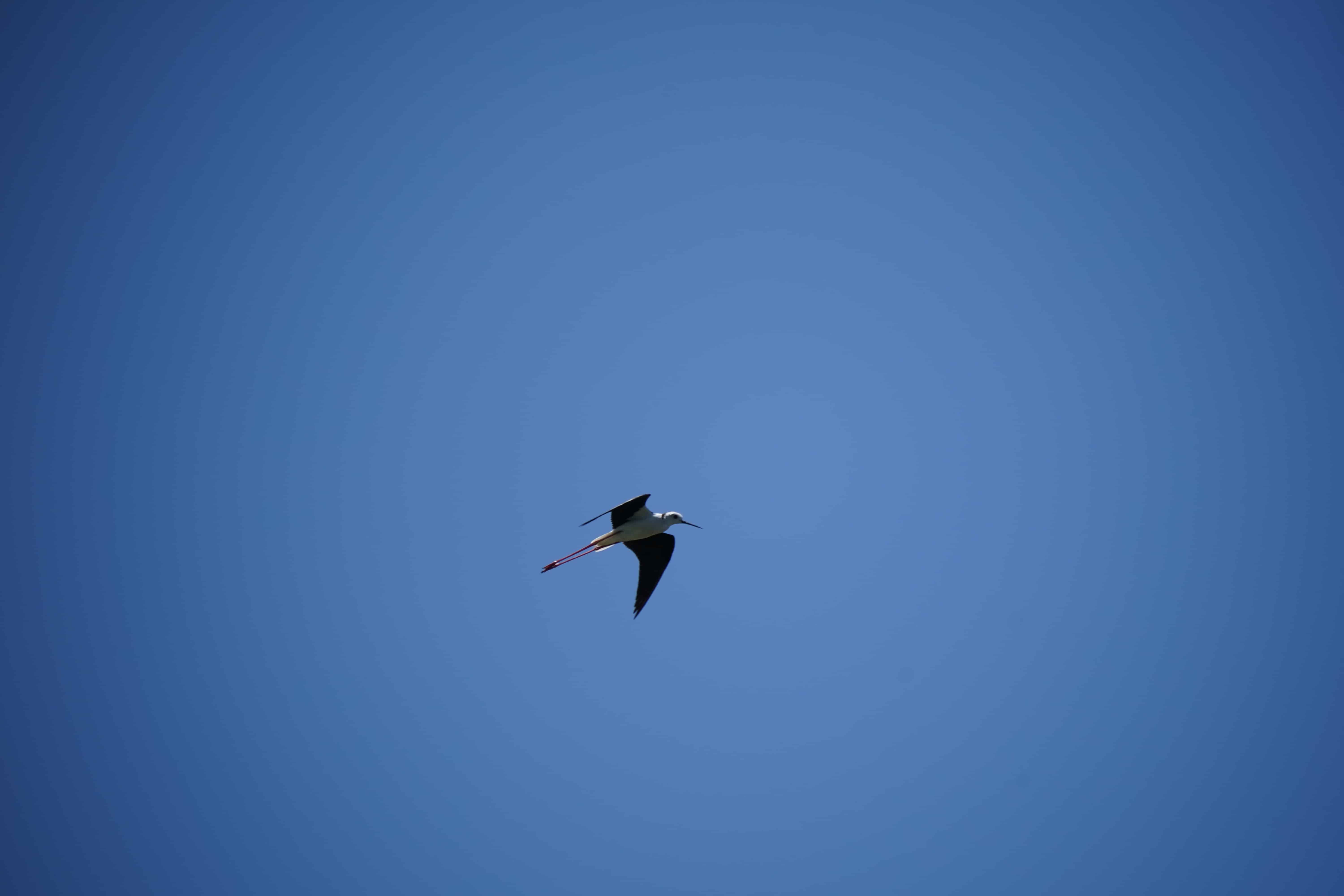鳥界超模登場！永安濕地高蹺鴴育雛萌樣吸睛