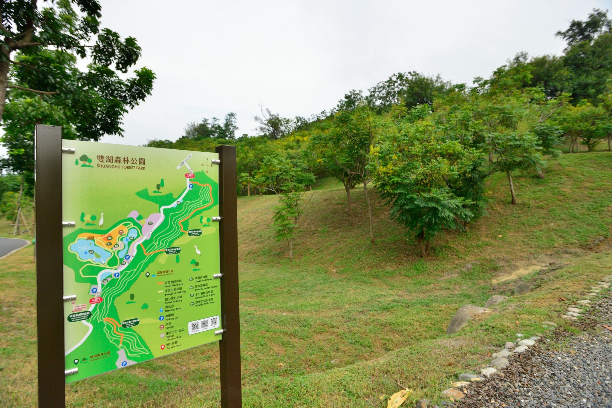 高雄最美市景登場 台灣欒樹增添港都秋日風華！